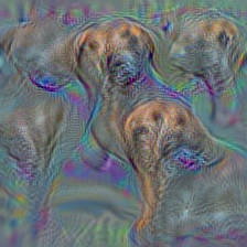 n02087046 toy terrier